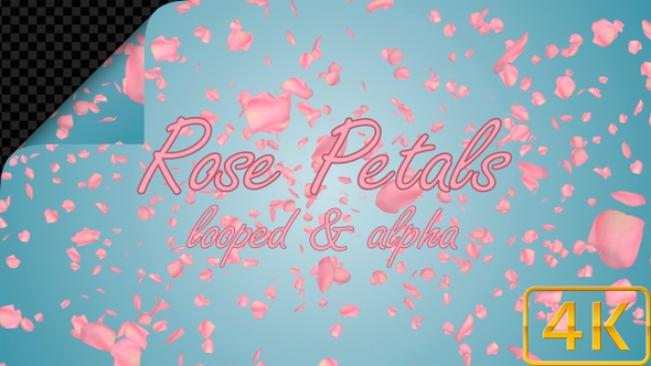 Valentines Day Pink Rose Petals