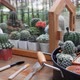 Cactus gardening in mini wooden glass house, Pan shot - VideoHive Item for Sale