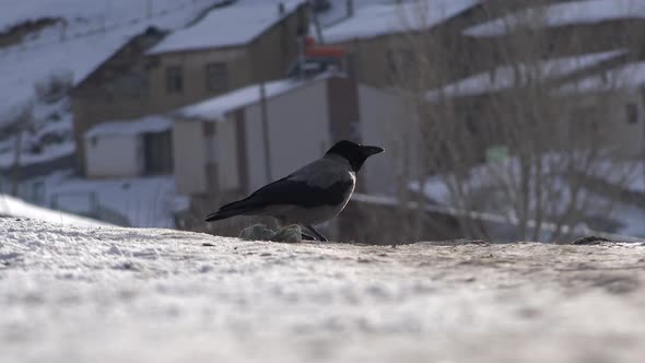 A Crow Eating Food on Snowy Ground