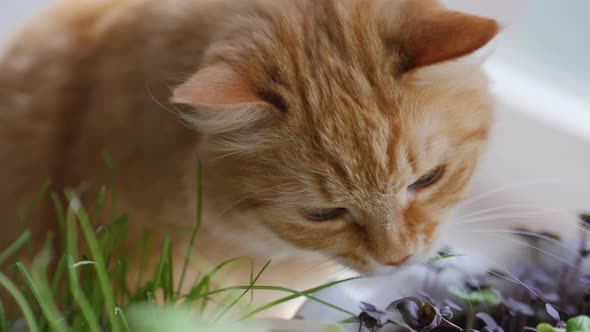 Cute Ginger Cat Eats Fresh Green Grass. Special Cat Grass in Flower Pot for Good Digestion. Close Up