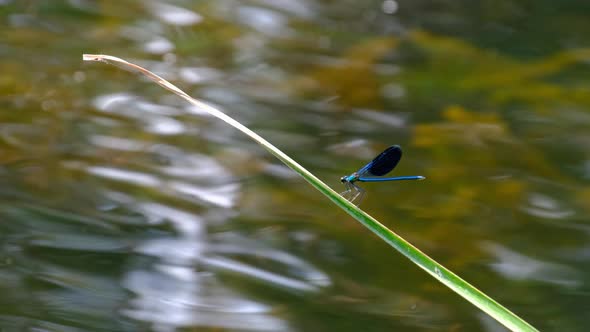 Blue Dragonfly on a Branch in Green Nature By the River Closeup