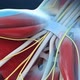 Human hand nerves and tendon - VideoHive Item for Sale