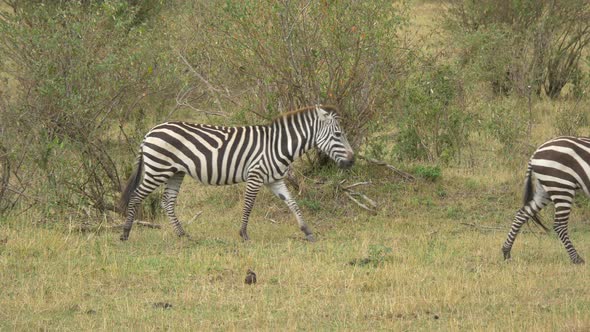 Zebras in Maasai Mara