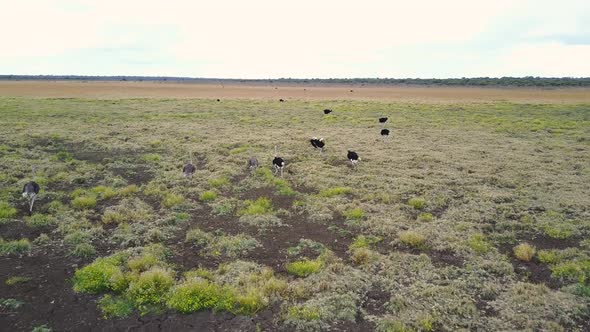 Ostrich flock walking and running in dry grasslands, AERIAL