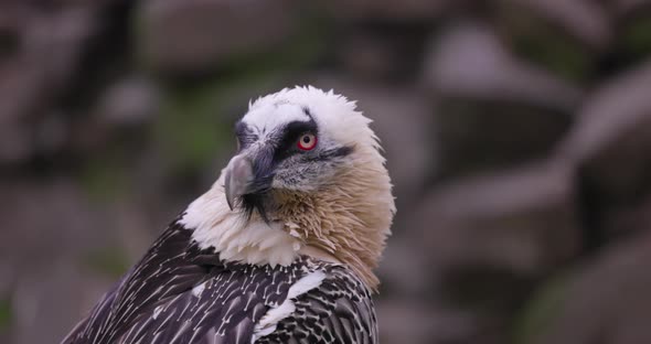 Bearded Vulture Gypaetus Barbatus Detail Portrait of Rare Mountain Bird