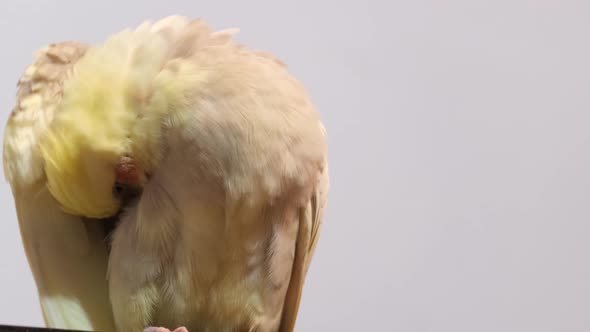 Beautiful Adult Female Corella Parrot