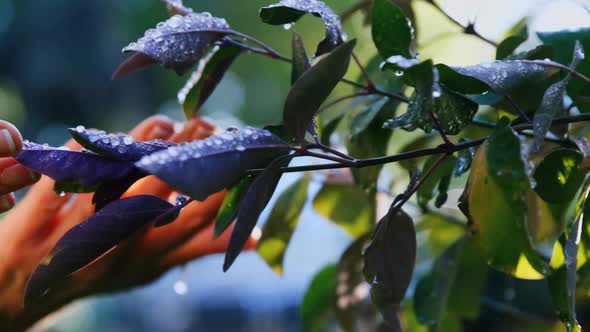 Close-up of gardner checking plant