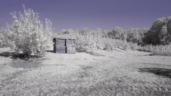 Steadicam moving through apple orchard with crates stacked up. All the foliage is white and sky is b