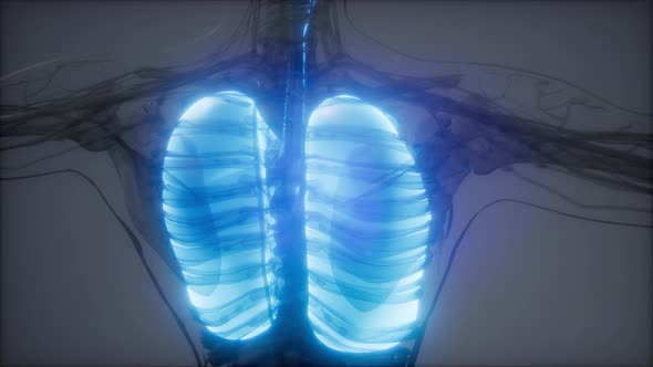 Human Lungs Radiology Exam alt