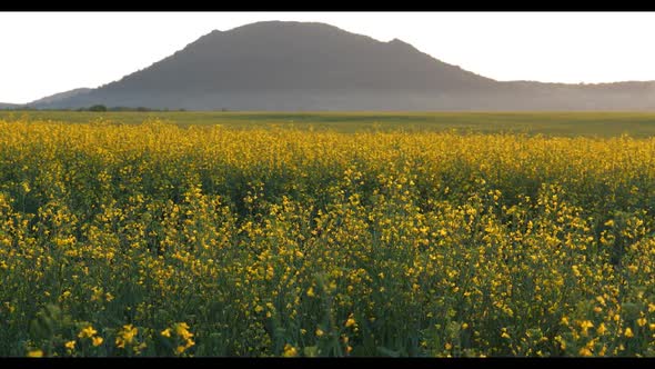 Rapeseed Plantations Against The Backdrop Of The Mountain 1