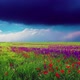 field of flowers and the cloudy sky - VideoHive Item for Sale
