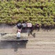 Aerial view of the Sugar cane harvesting - VideoHive Item for Sale