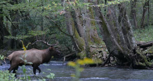 Bull Elk Walking Across Stream