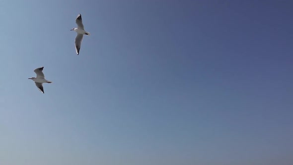 Two Seagull Soaring On The Sky