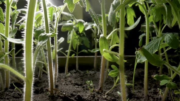 Stems of Green Seedlings of Tomatoes Grown on Ground in Greenhouse