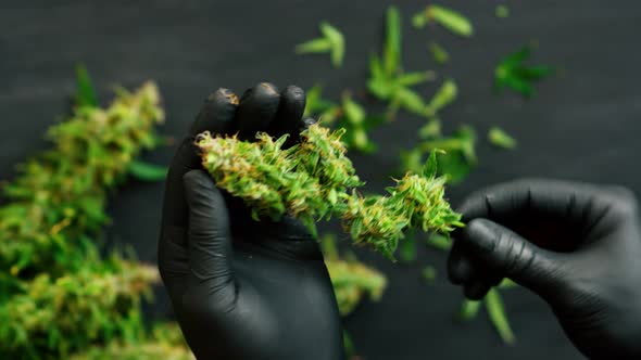 Man Grower Is Trimming Fresh Harvest Cannabis Buds. Marijuana