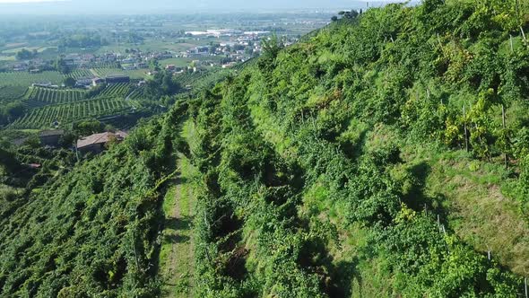 Vineyards with rural houses in Italy during a sunny summer day. Aerial drone shot of the green hills