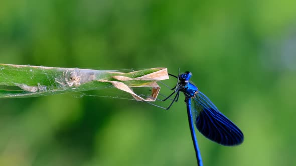 Vertical Video Blue Dragonfly on a Branch in Green Nature By the River Closeup