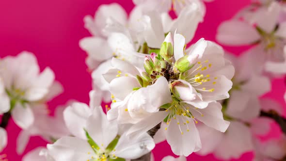 Almond Flower Blossom Dolly Timelapse 2