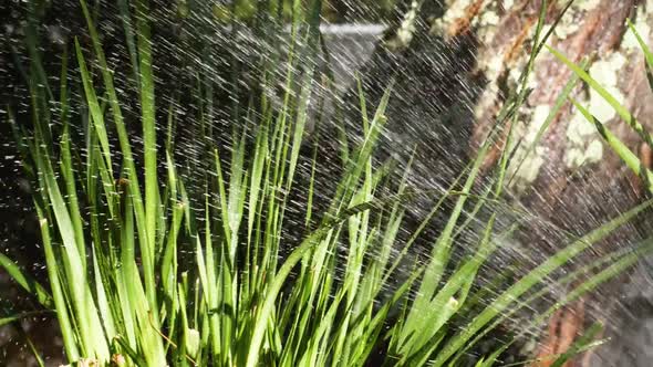 Water In The Garden