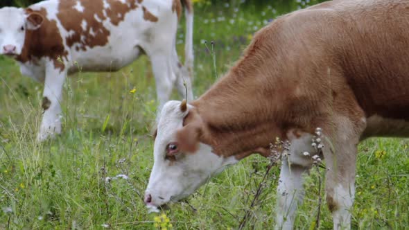 Slow Motion Brown and White Young Cows on Meadow