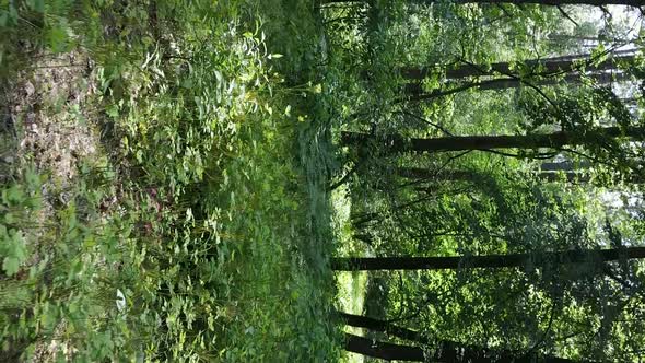 Vertical Video of Forest Landscape in Summer Slow Motion