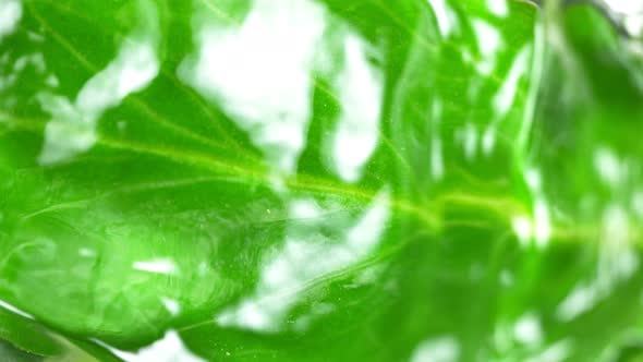 Super Slow Motion Shot of Water Rippling at Fresh Green Leaf Surface at 1000Fps