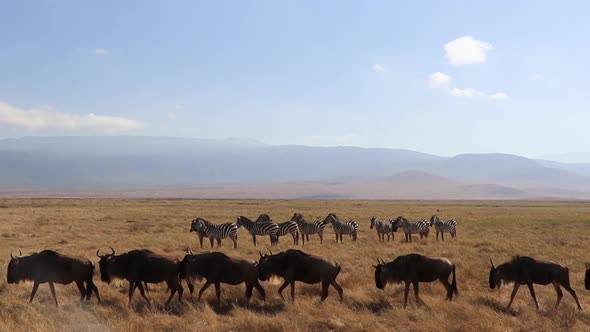 A clip of a herd wildebeest, Connochaetes taurinus or Gnu marching past Zebra, Equus Quagga formerly