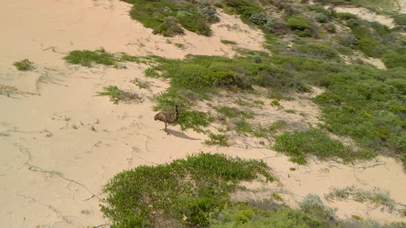 Aerial orbiting shot around an emu walking along sand-dunes on the coast of Australia.