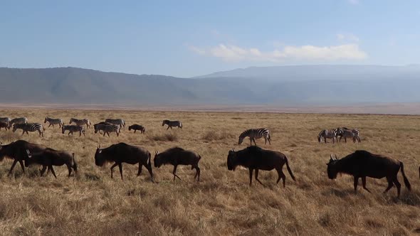 A slow motion clip of a herd wildebeest, Connochaetes taurinus or Gnu marching across a open plain d