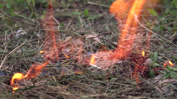 The Thrown Match Set Fire To the Grass. A Man Threw a Match on the Dry Grass. Fire Hazard 