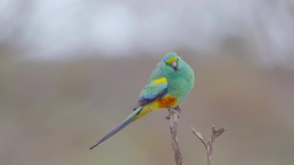 slow motion clip of a male mulga parrot shaking off water