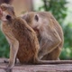 Monkeys in Sri Lanka - VideoHive Item for Sale