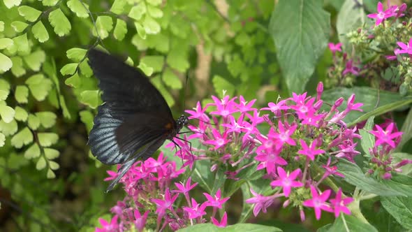 Close up of Male Scarlet Mormon Butterfly beating wings and sucking nectar of flower in nature - Slo