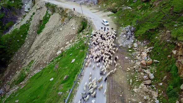 Aerial View of Highway Blocked By Flock of Sheeps in Manali , Himachal Pradesh