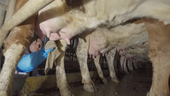 Cleaning cow udders. Farmer at the milking unit.