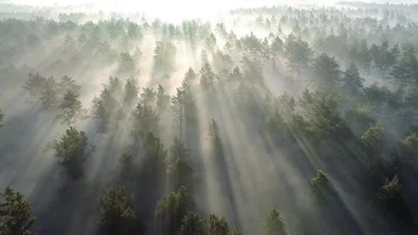 Aerial Shot of Beautiful Summer Misty Forest in the Morning. Flying Over Pine Trees with Sunrays at