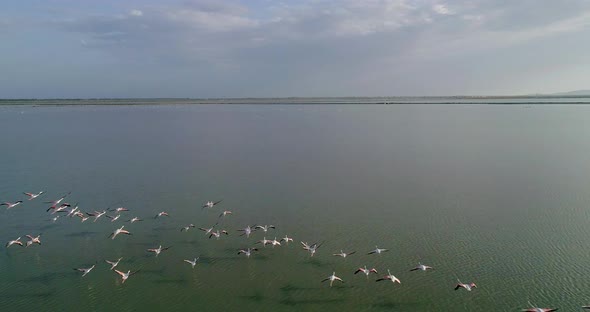 Aerial of a Flock of Flamingos Flying Over Salt Lakes in Vlore Albania