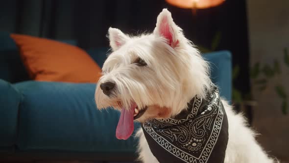 Beautiful Dog Wearing Black Scarf Closeup West Highland White Terrier Portrait