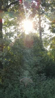 Vertical Video of Beautiful Green Forest By Day