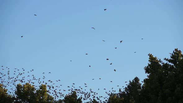 Flock of birds, Starlings (Sturnus vulgaris) surrounding their sleeping tree. France