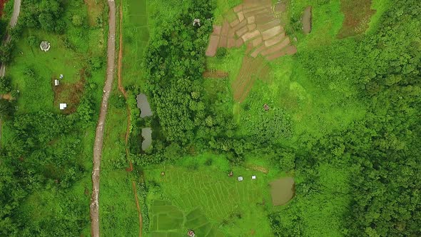 Aerial View Above the Rice Field