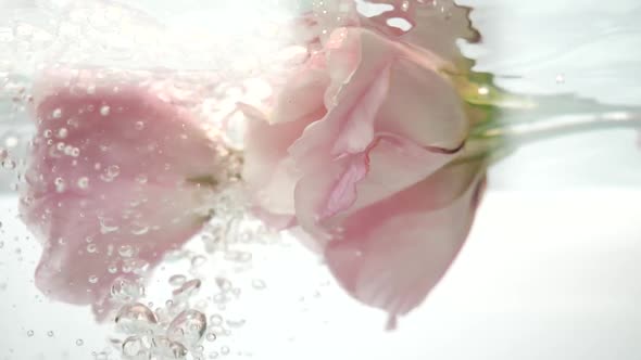 Flower in Water. Pair of Wonderful Pink Roses Are in Clear Water. Water Flows in a Stream, Air