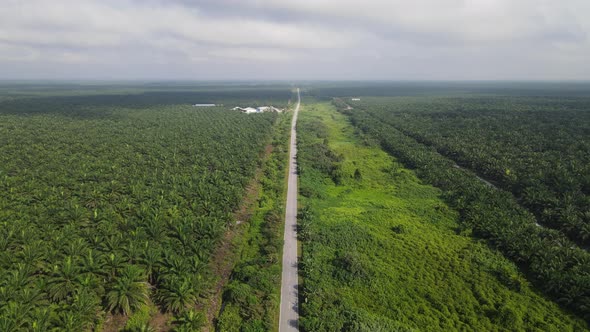 Aerial View of The Palm Oil Estates