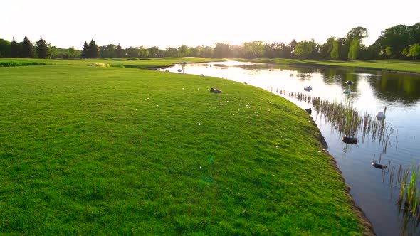 Green Lawn and Lake with Swans