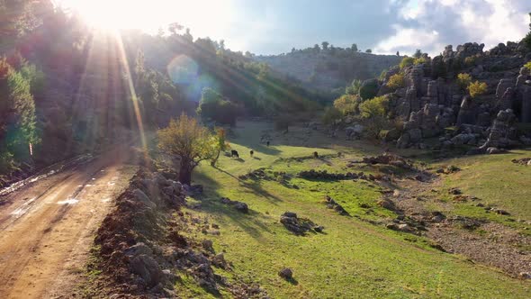 Scenic Rural Road Pasture with Grazing Cows and Beautiful Rock Formations