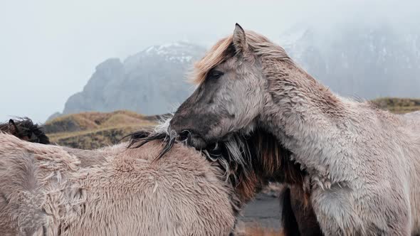 Closeup View of Icelandic Horses Standing on Grassy Field