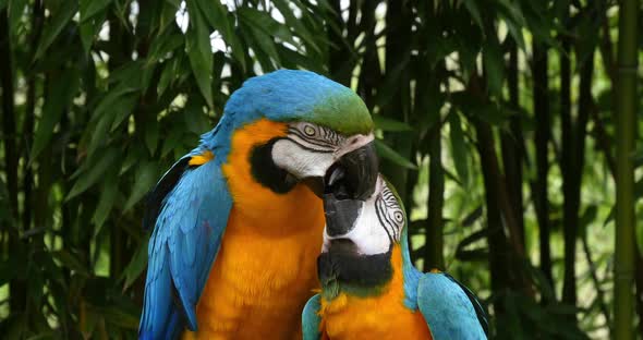 Blue-and-yellow Macaw, ara ararauna, Adults Beak in Beak, Reel Time 4K