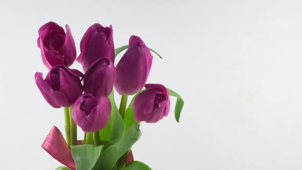 Opening of Beautiful Large Bouquet of Pink Tulips Flower on White Background