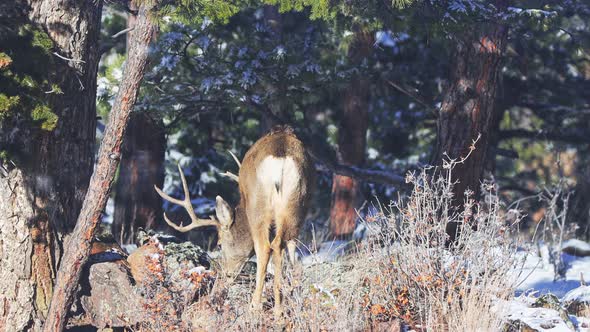 Mule Deer buck grazing away from the viewer along bushes in a remote area of the Colorado Rocky Moun